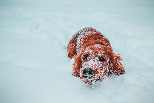 How to Keep Your Dog Happy and Healthy This Winter