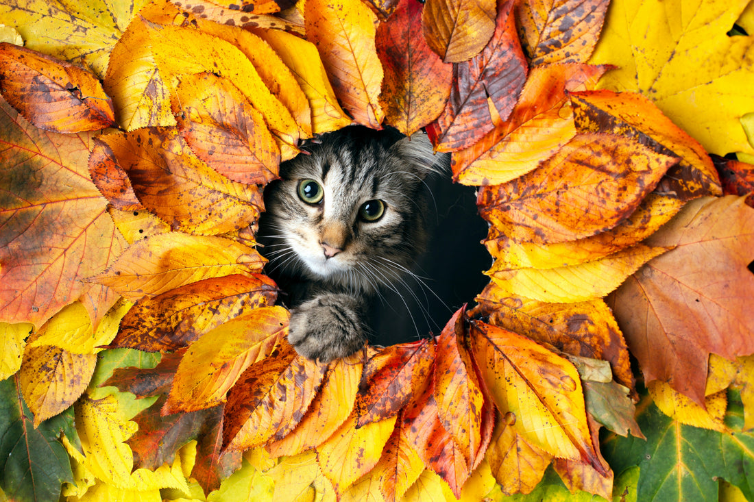 How to Keep Your Cat Cozy as Fall Approaches