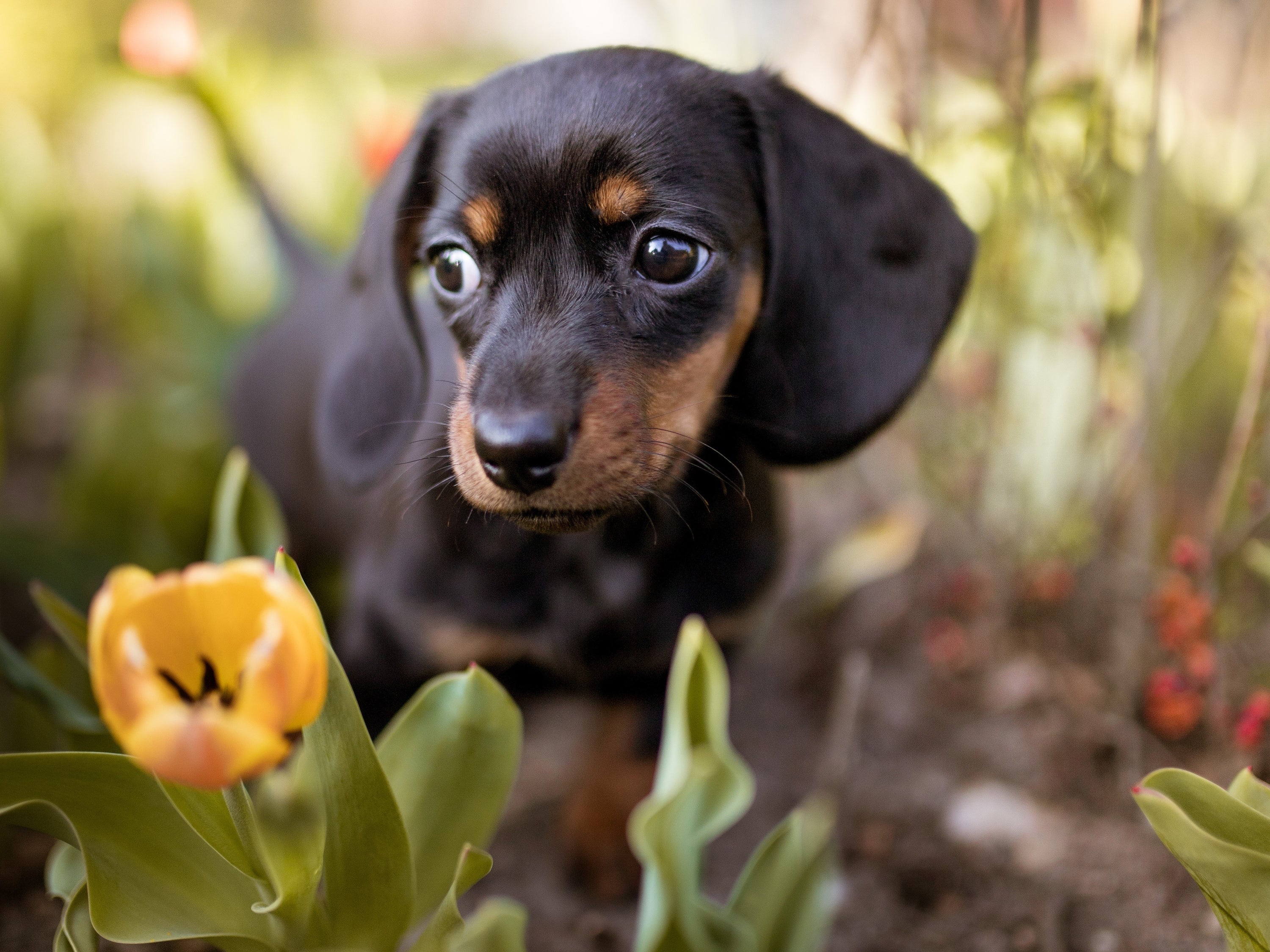 Summer Gardening: Dog-Friendly Vegetables – Romapets Boutique