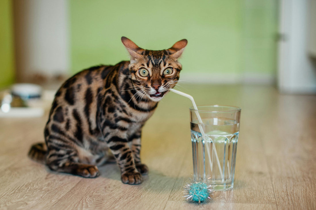 Hydration Tips for Cats in Hot Weather