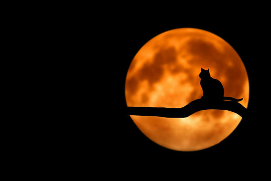 Black Cats and Halloween: Superstition or Celebration?