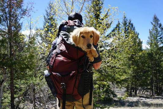 How to Hike Safely with Your Dog This Summer