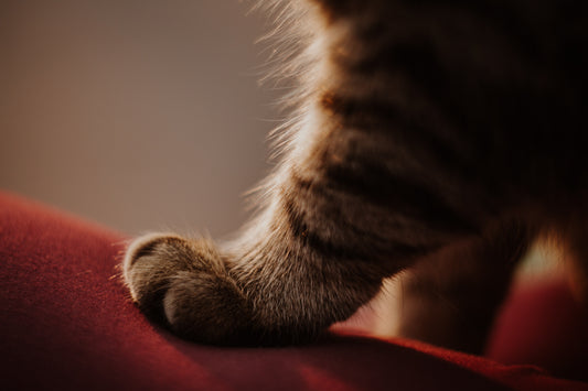 Romapets Boutique - Why do cats scratch?