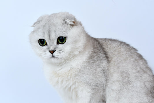 Fun Facts about Scottish Fold Cats