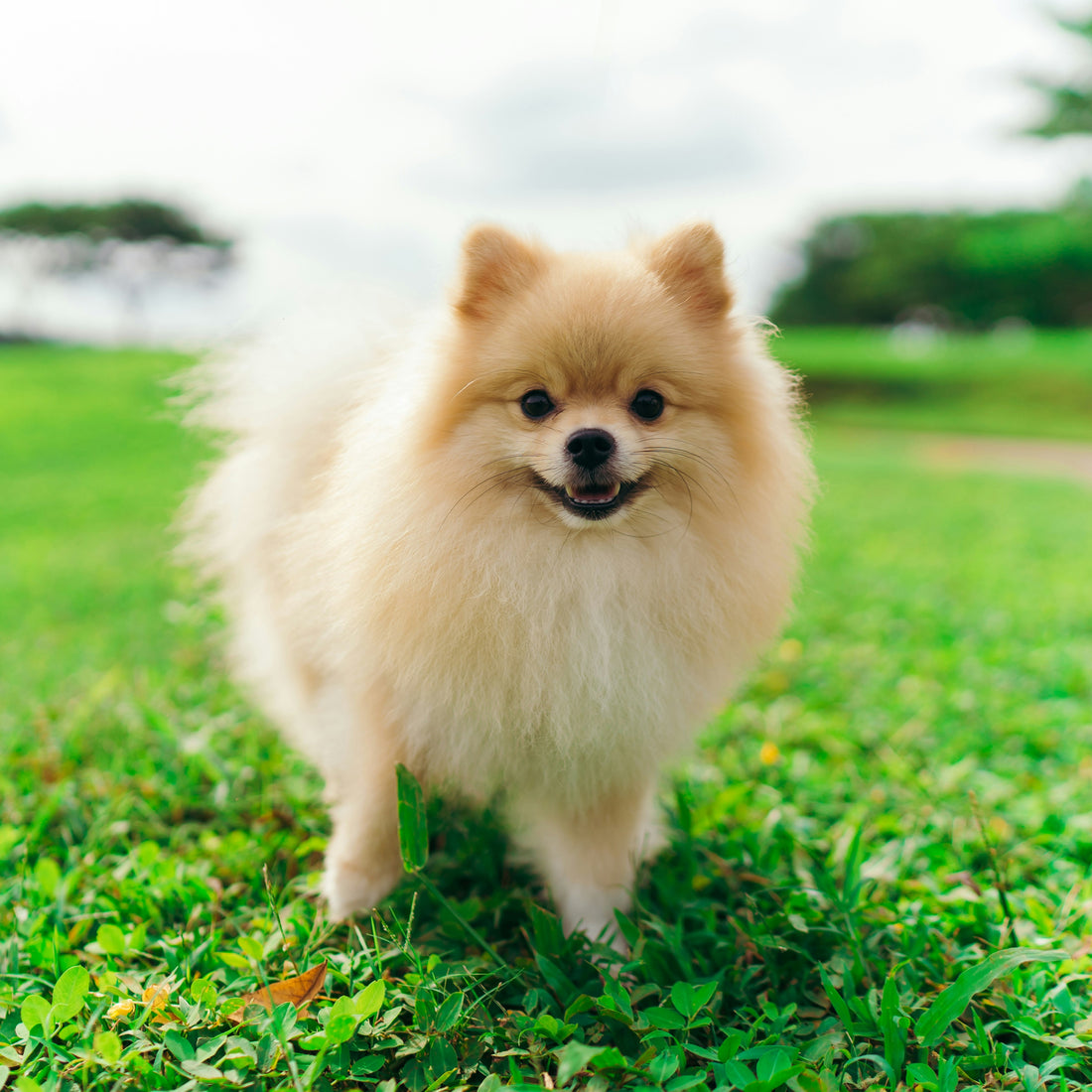 Adopting a Pomeranian: What to Expect and How to Prepare