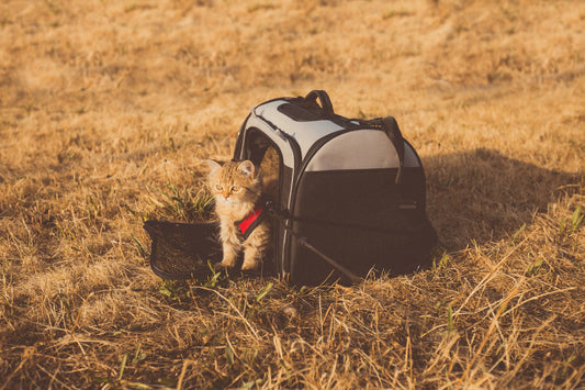 Traveling with Your Cat: Summer Edition